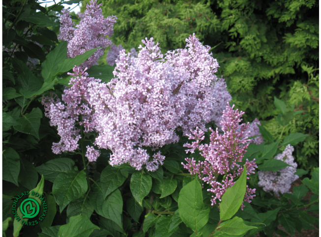 Syringa × prestoniae   'Royalty'